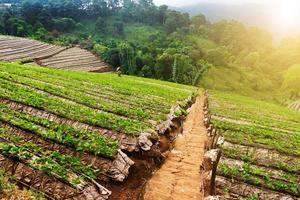 Landscape of Strawberry garden with sunrise at Doi Ang Khang , Chiang Mai, Thailand. photo