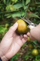 Primer plano de satsumas bang mot mandarina madurando en el árbol foto