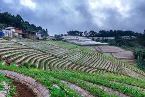 Landscape of Strawberry garden with sunrise at Doi Ang Khang , Chiang Mai, Thailand. photo