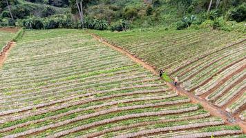 Landscape of Strawberry garden with sunrise at Doi Ang Khang , Chiang Mai, Thailand. photo