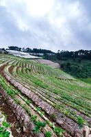 Landscape of Strawberry garden with sunrise at Doi Ang Khang , Chiang Mai, Thailand. photo