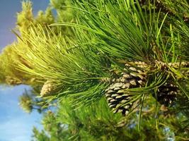 un árbol con agujas y cono. pino de montaña. cono de pino en un pino en un bosque. foto