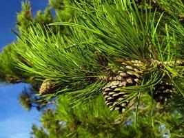 A tree with needles and cone. Mountain pine.Pine cone on a pine tree in a forest. photo
