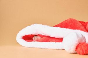cute rat in Santa hat on beige background photo