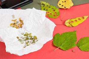 hole punch and leaves for making by hand confetti for the holiday, eco confetti from autumn and fresh leaves photo