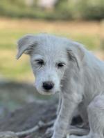 Spring, summer concept, playful happy pet dog puppy running in the grass and listening pet photo