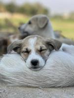 Spring, summer concept, playful happy pet dog puppy running in the grass and listening pet photo