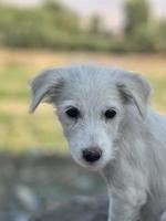 Spring, summer concept, playful happy pet dog puppy running in the grass and listening pet photo