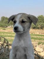 Spring, summer concept, playful happy pet dog puppy running in the grass and listening pet photo