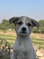 Spring, summer concept, playful happy pet dog puppy running in the grass and listening pet photo