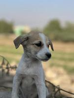 Spring, summer concept, playful happy pet dog puppy running in the grass and listening pet photo