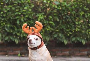 brown short hair Chihuahua dog wearing reindeer horn hat, sitting on cement floor with green plants background with copy space. Christmas and New year celebration. photo