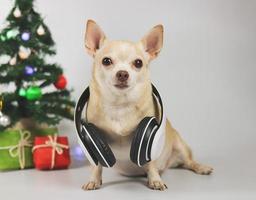 brown short hair chihuahua dog wearing headphones around neck sitting on white background with Christmas tree and red and green gift box. photo