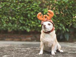 brown short hair Chihuahua dog wearing reindeer horn hat, sitting on cement floor with green plants background with copy space. Christmas and New year celebration. photo