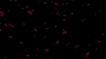 chute de pétales de rose rouge sur fond noir video