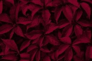 dark leaves with water drops.Background with hosta leaves. New 2023 trending PANTONE 18-1750 Viva Magenta color photo