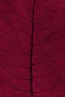 stylish green leaf ornament closeup,vertical frame. New 2023 trending PANTONE 18-1750 Viva Magenta color photo