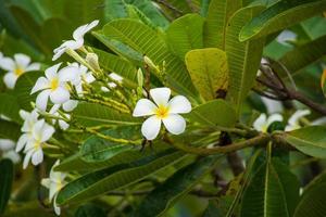 White Frangipani flower Plumeria alba with green leaves photo