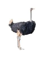 ostrich isolated on white background photo