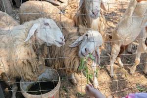 feeding sheeps with fresh green grass in farm photo