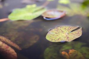 lotus leaves close up in the pond photo