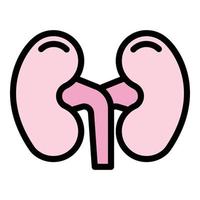 Anatomical kidney icon color outline vector