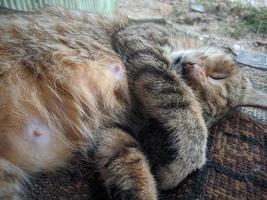 cerca de gato tomando una siesta foto