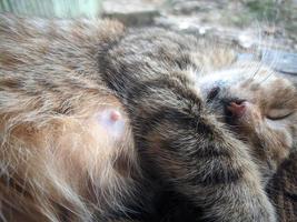 close up of cat taking a nap photo