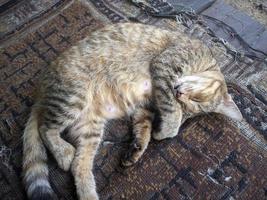 close up of cat taking a nap photo