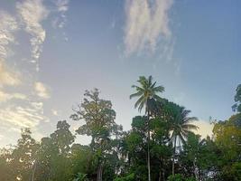 hermosa vista cielo azul claro y muchos árboles verdes naturales foto