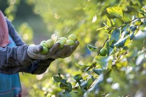 Chinese jujube fruit by farmer's hand Fresh jujube and jujube harvest by hand of farmer Gia Lai, Vietnam photo