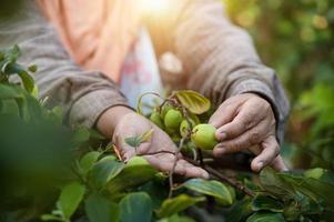 Chinese jujube fruit by farmer's hand Fresh jujube and jujube harvest by hand of farmer Gia Lai, Vietnam photo