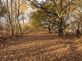 Winter sunlight on fallen leaves and trees in a wood photo