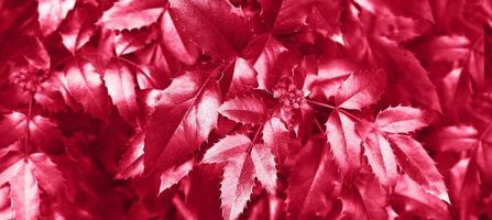 fondo fresco de follaje viva magenta. patrón de hojas naturales foto
