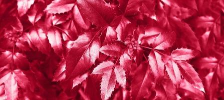 fresh viva magenta foliage background. natural leaves pattern photo