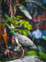 Peacock in the garden photo