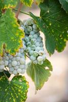 viñedo con uvas de vino exuberantes y maduras en la vid listas para la cosecha foto