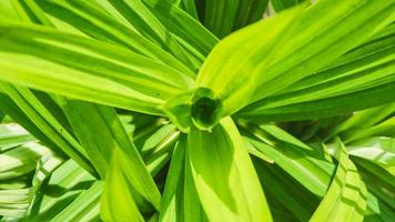 Lush pandan leaves grow in the yard photo