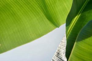 Palmera de hoja de plátano tropical contra el fondo del cielo soleado foto