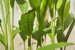 Turmeric leaves or turmeric, is one of the original spices and medicinal plants from the Southeast Asian region photo