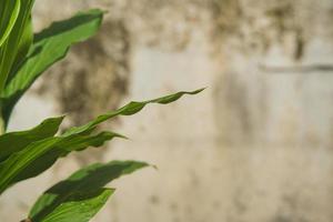 hojas de cúrcuma o cúrcuma, es una de las especias y plantas medicinales originales de la región del sudeste asiático foto