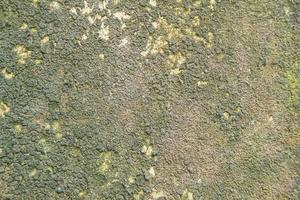 green mossy wall texture, house wall photo