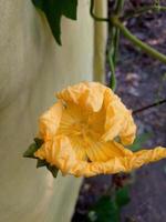 Yellow colorful flower photo