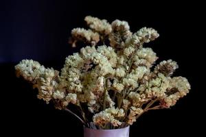 Dried yellow statice flowers in a vase photo