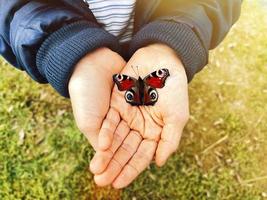 Colorful butterfly in child hands, close-up. European peacock butterfly, Inachis io. Top view, selective focus. Green grass lawn blurred background. Wonderful sunny spring, summer day in countryside photo