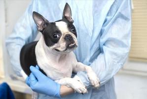 boston terrier pet dog on reception at veterinary doctor in vet clinic. Animal care concept. Veterinary Services. Pet health care photo