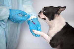 boston terrier perro mascota en la recepción del médico veterinario en la clínica veterinaria. concepto de cuidado de animales. servicios veterinarios cuidado de la salud de las mascotas foto