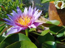 purple Egyptian lotus Flowers for worshiping Buddha or decorate your garden, office