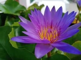 purple Egyptian lotus Flowers for worshiping Buddha or decorate your garden, office