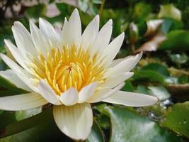 white egyptian lotus Flowers for worshiping Buddha or decorate your garden, office
